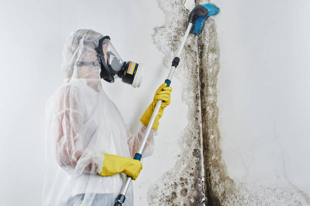 Best Local Mold Removal Service  in Twin Lakes, CO