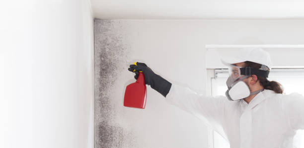 Best Same-Day Mold Removal  in Twin Lakes, CO