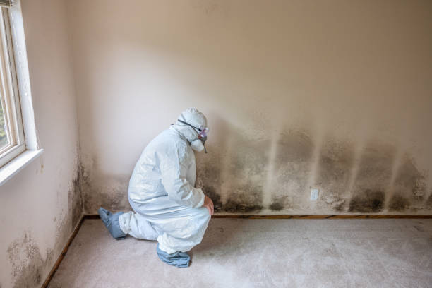 Best Attic Mold Removal  in Twin Lakes, CO